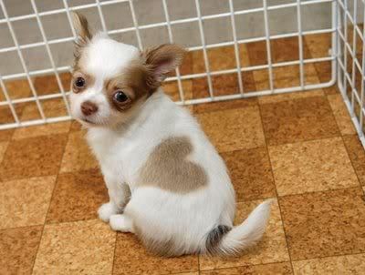 Hermosa Chihuahua cachorros disponibles y en busca de nuevas familias.