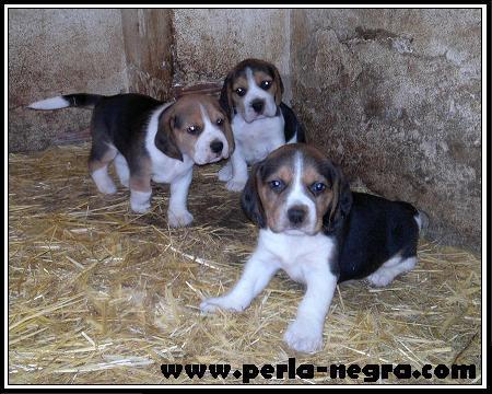 Imponentes cachorros de Beagle.