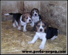 Imponentes cachorros de Beagle. - mejor precio | unprecio.es