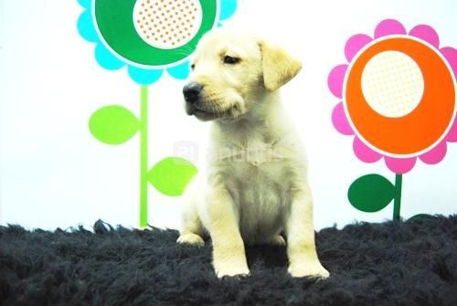 labrador retriever, color amarillo y chocolate