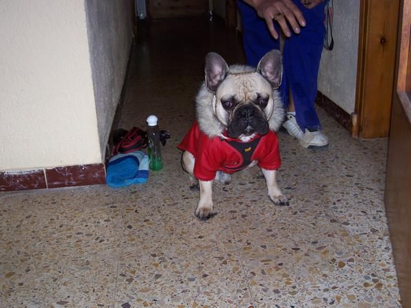 Macho de Bulldog frances Fawn para monta