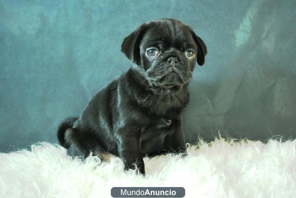 NUEVOS CACHORROS DE CARLINOS FOTOS ACTUALES (WWW.PERROSDEFAMILIA.COM)