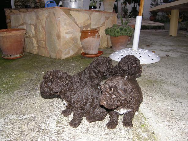 Preciosas Cachorros de Perro de Agua Español