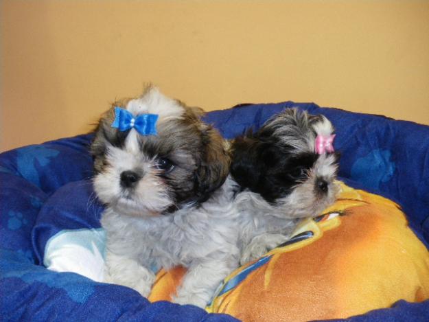 cachorritos de shih tzu