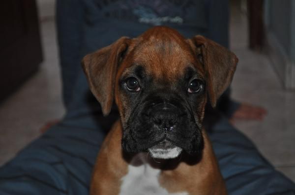 CACHORRO BOXER LEONADO