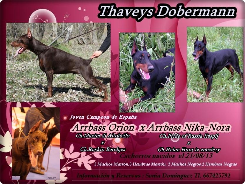 Dobermann Thaveys, cachorritos disponibles