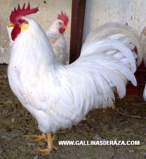 gallinas de razaleghorn blanca y pinta asturiana