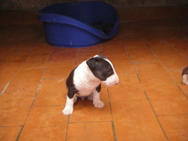 macho bicolor BULL TERRIER