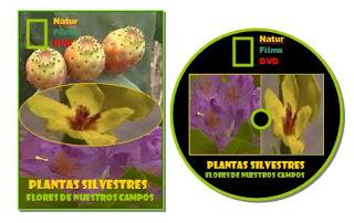 Plantas silvestres