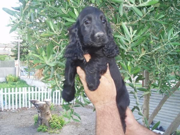 Precioso cachorrito de Cocker Spaniel con pedigree, solo 190 euros.