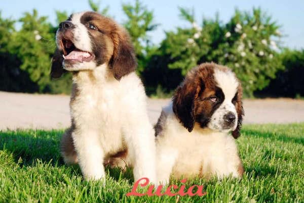 San Bernardo fabulosos cachorros