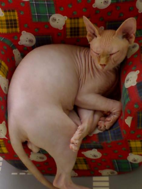 se vende  gato sphynx