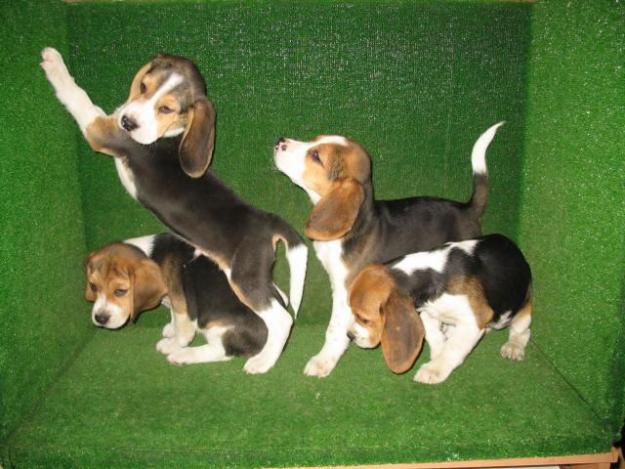 SE VENDEN CACHORRITOS DE BEAGLES 270€