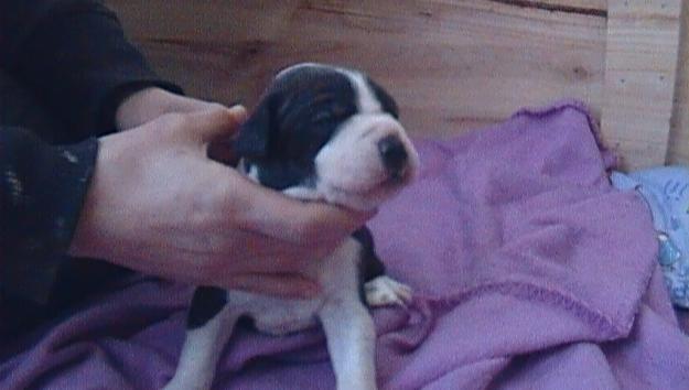 se venden pitbull