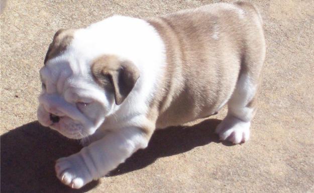 Cachorros de Bulldog Inglés