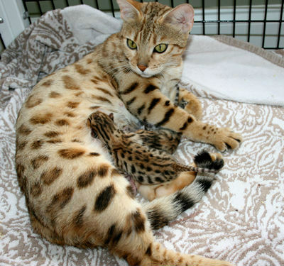 Gatitos bengali preciosos pequeños leopardos