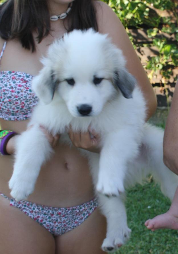 Se venden cachorros montañas del pirineo