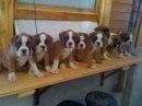 CAMADA BOXER CON BUEN PEDIGREE