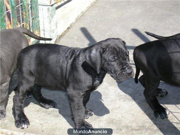 DOGOS ALEMANES LINEAS DE AZUL CON 2 MESES TAMBIEN EN COLOR NEGRO