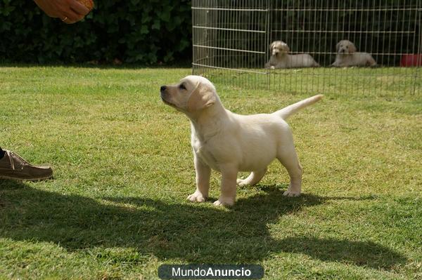 Labrador cachorros amarillos y negros de exc calidad.