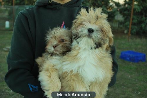 LHASA APSO CACHORROS CON PEDIGREE DE RAZA