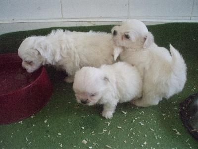 Pequeñitos cachorros de BICHON MALTES CON PEDIGREE 450E