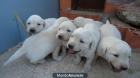 Preciosos cachorros de labrador canela - mejor precio | unprecio.es