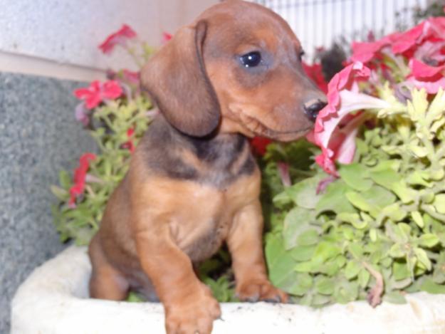 Preciosos cachorros teckel estandar pelo corto.