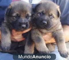 Regalo lindas cachorritas de Pastor Alemán