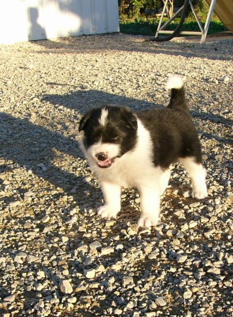 Vendo 2 preciosas cachorras de Border Collie.Murcia