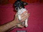 vendo chihuahua - mejor precio | unprecio.es