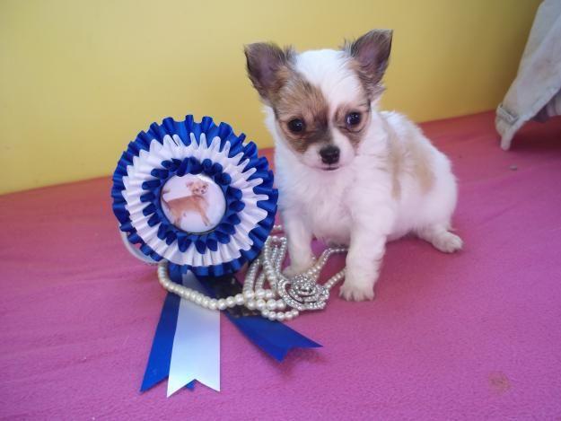 vendo precioso chihuahua pelo largo