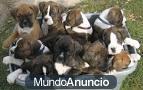 Cachorros boxer con tarjetas de salud listos para su hogar.