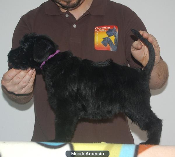 CACHORROS DE SCHNAUZER GIGANTE