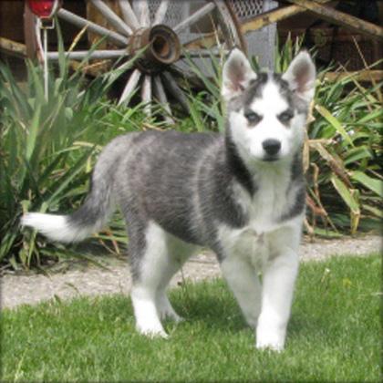 excelente cachorro husky siberiano