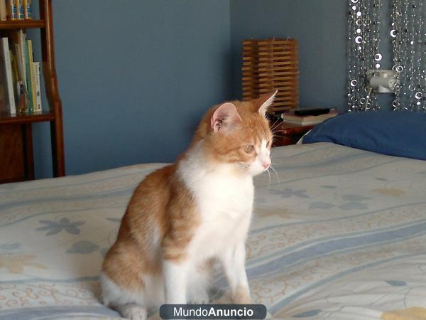 GATITO EN ADOPCION