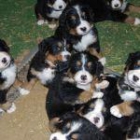 hermosos Sennen cachorros Oberland en busca de un hogar lleno de amor - mejor precio | unprecio.es