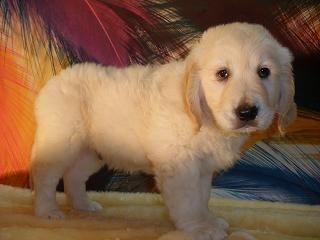 Impresionantes Cachorros de Golden Retriever por 450