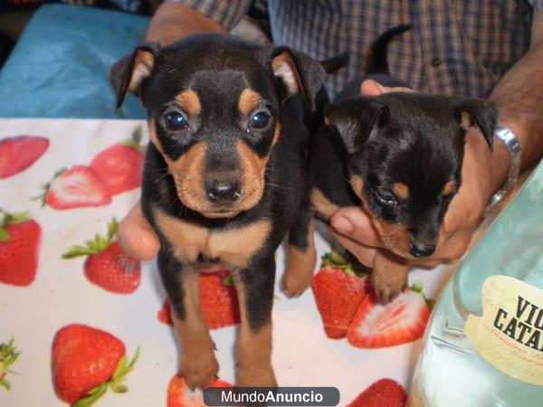 Mini-pinscher machitos