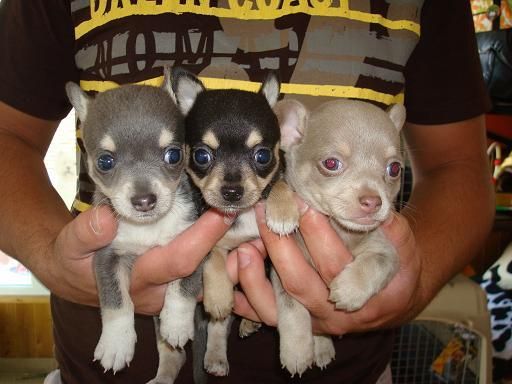 Pequeños chihuahuas