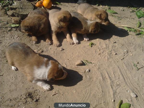 Regalo 5 cachorros cruce Mastin + Labrador