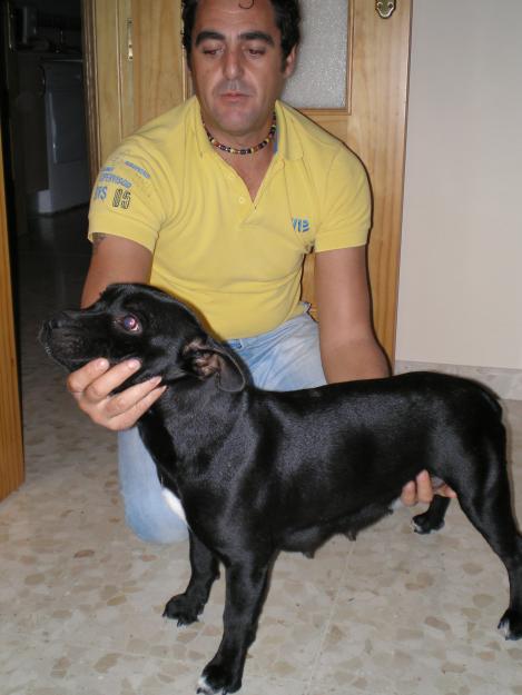 SE VENDE UNA EXCELENTE EJEMPLAR DE STAFFY A 300 EUROS!!