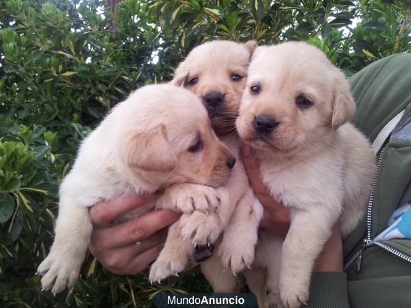 vendo cachorros de labrador a buen precio