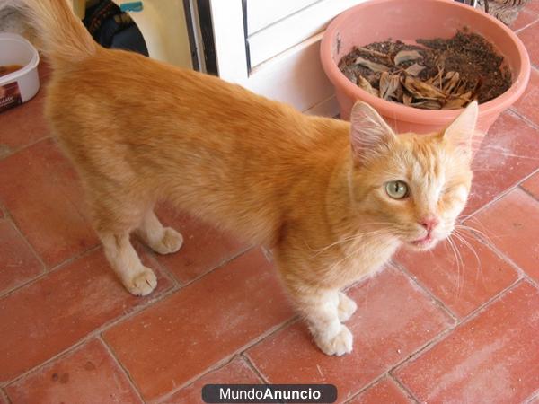 Zape, gato herido busca un hogar