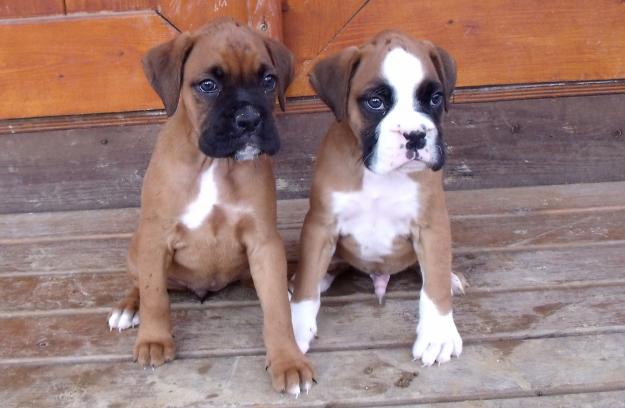 boxer cachorros