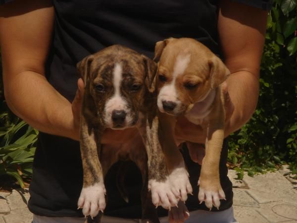 CACHORROS DE AMERICAN STTAFORD 600