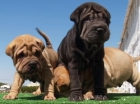 Camada de Shar-Pei ,espectaculares cachorros - mejor precio | unprecio.es