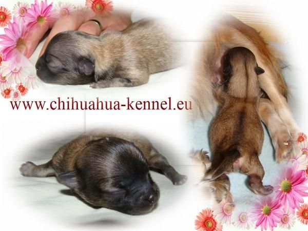 CHIHUAHUA DE PELO LARGO LINEAS DE SANGRE POCO FRECUENTE EN ESPAŇA!