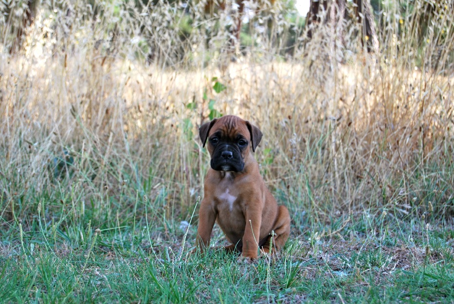 Excelentes cachorros BOXER