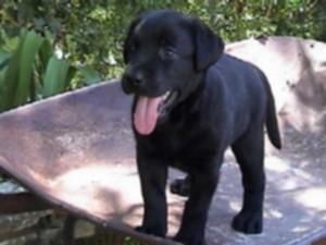 los mejores LABRADORES CON PEDIGREE 360euros